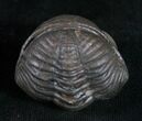 Wide Eldredgeops Roller Trilobite #9227-1